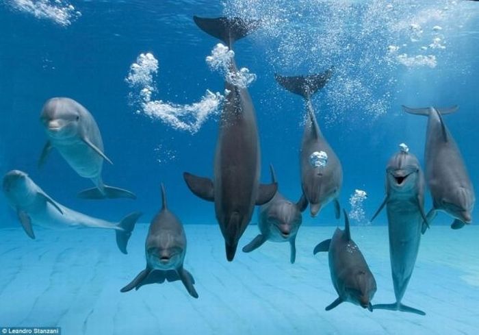 Obrázek kterej delfin videl dnes Rouming