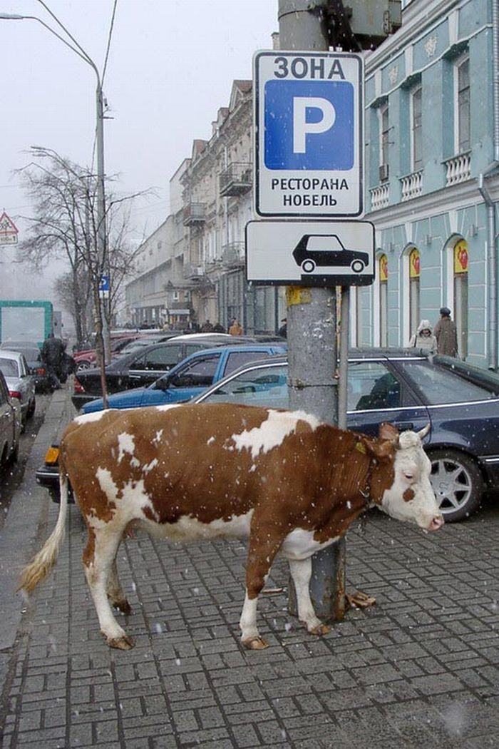 Obrázek kto prijel na krave