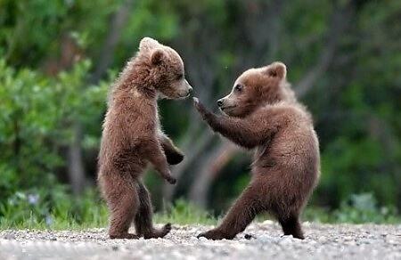 Obrázek kung-fu bears