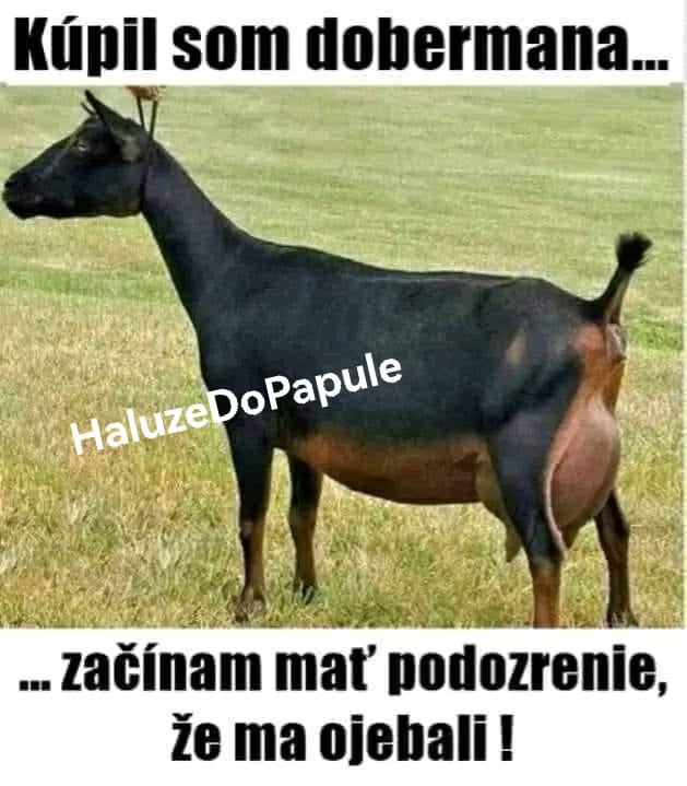 Obrázek kupil som dobermana