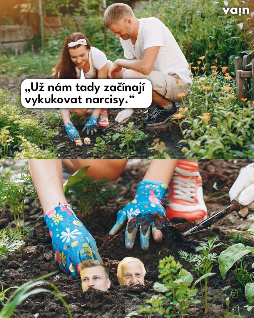 Obrázek kvetou narcisy