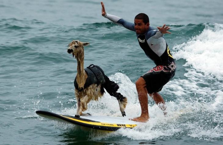 Obrázek lama surfer