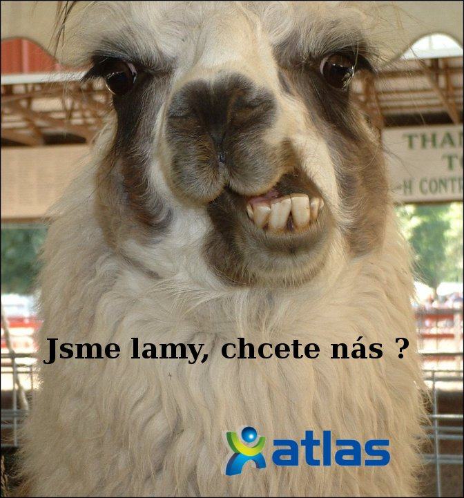 Obrázek lamaa