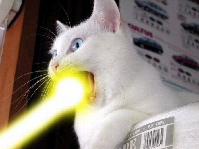 Obrázek laser cat