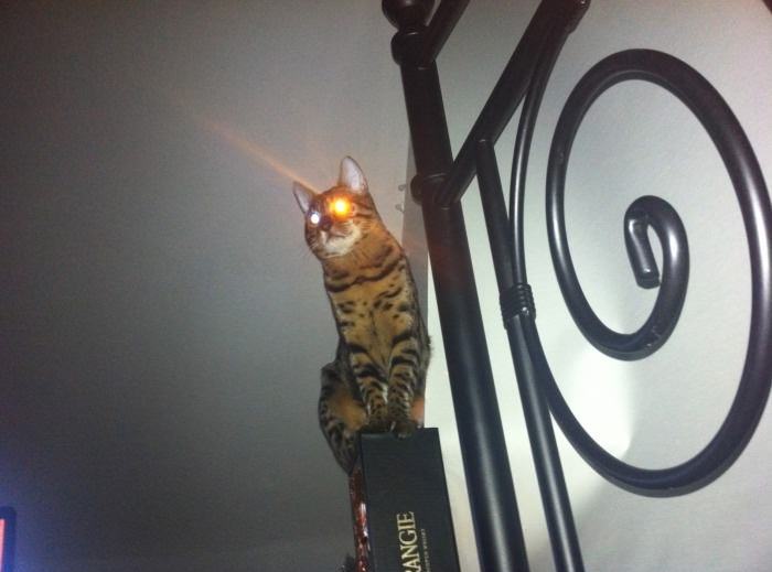 Obrázek laser cat 