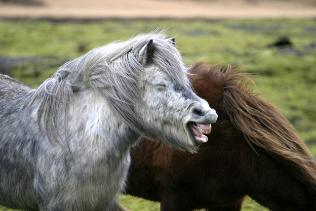 Obrázek laughing horse