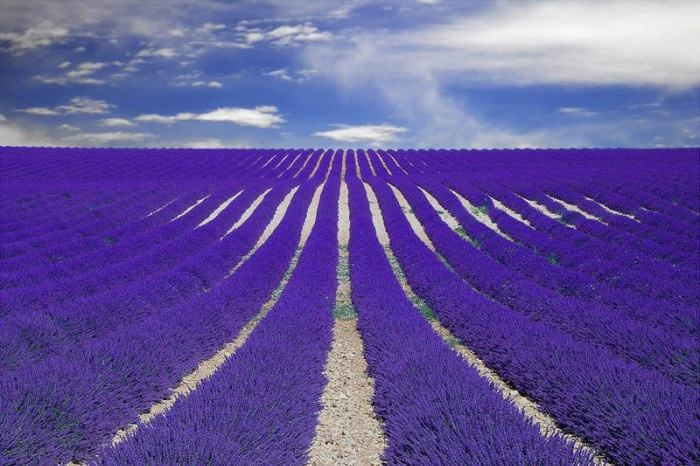 Obrázek lavender field