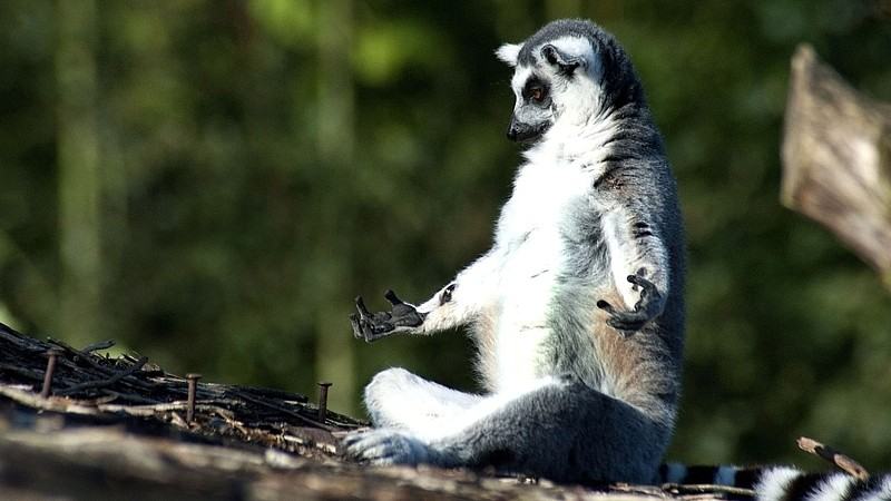 Obrázek lemur meditation