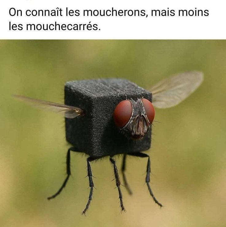 Obrázek les moucherons