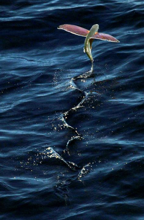 Obrázek letajici ryba