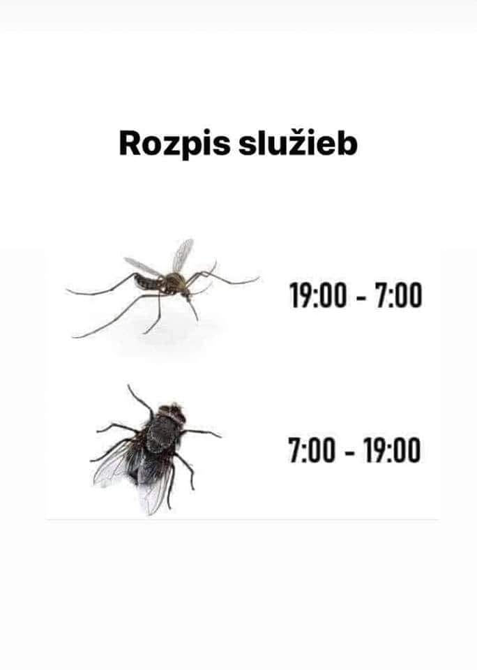 Obrázek letni rozpis sluzeb