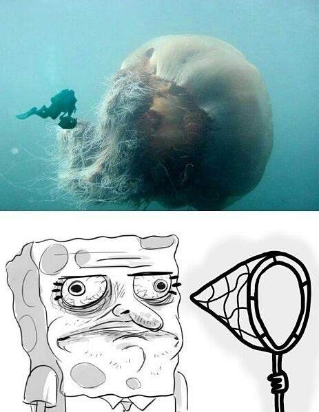 Obrázek lets go jellyfishing