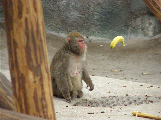 Obrázek levitujici banan