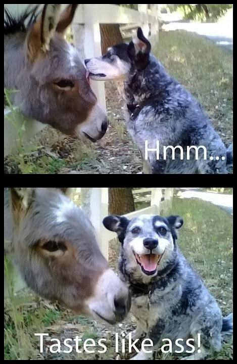 Obrázek lick lick 540