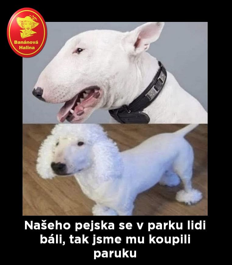 Obrázek lidi se pejska bali tak dostal paruku
