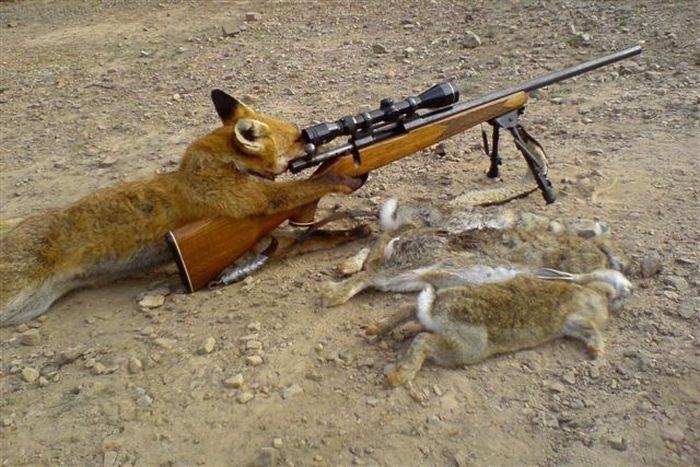 Obrázek liska lovi