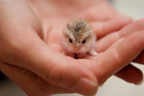 Obrázek little baby hamster