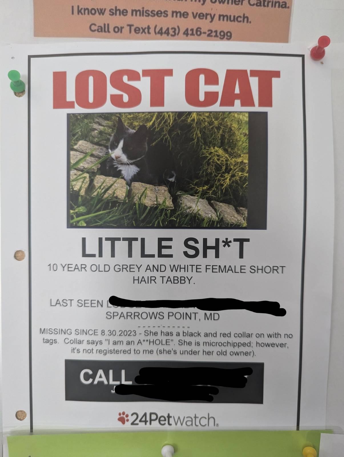 Obrázek little shit cat