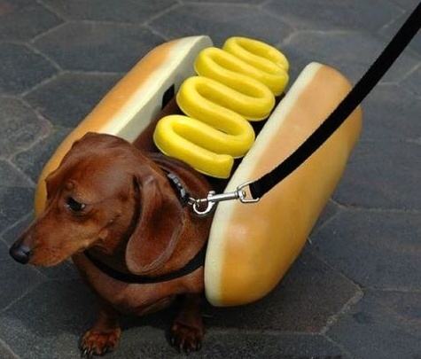 Obrázek live hot dog