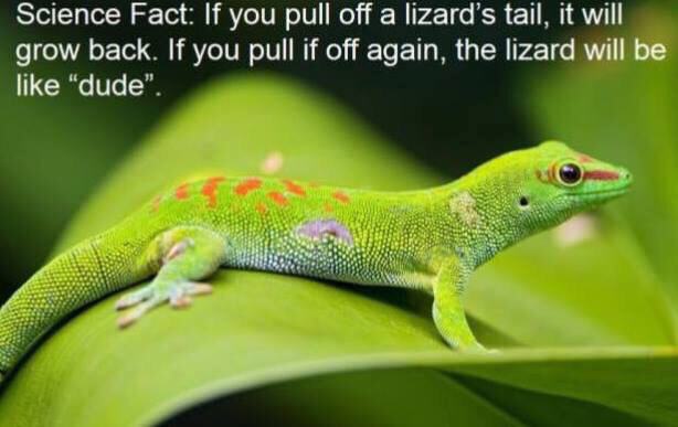 Obrázek lizard fact