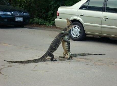 Obrázek lizard love
