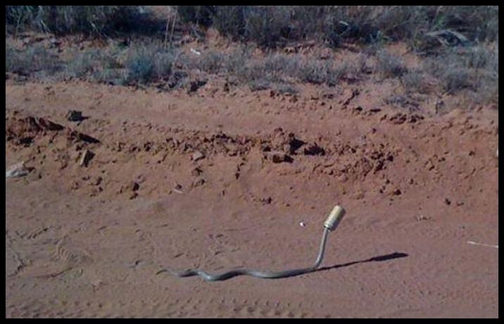 Obrázek lol im beer