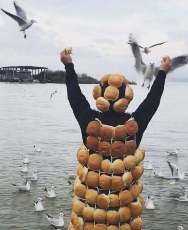 Obrázek lord of seagulls