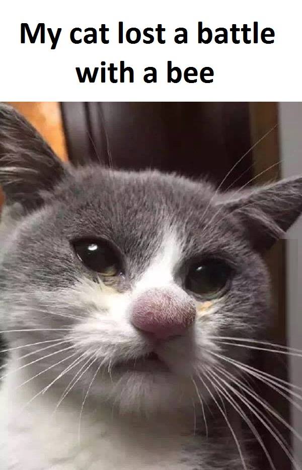 Obrázek lost battle se vcelkou