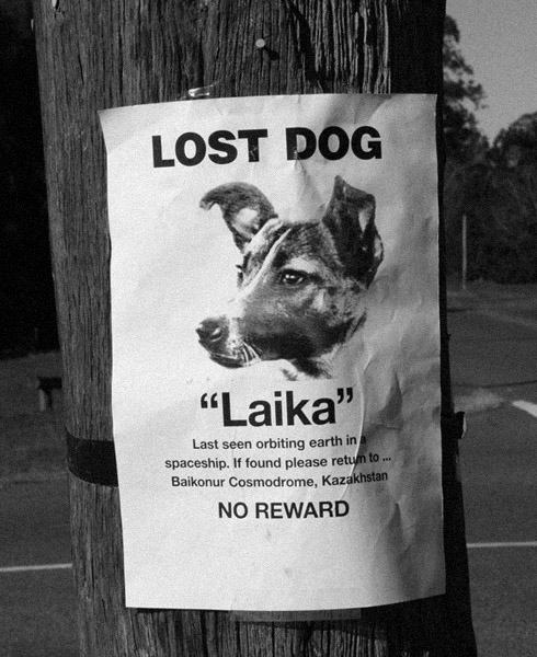 Obrázek lost dog