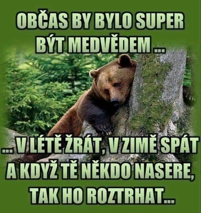 Obrázek maco2