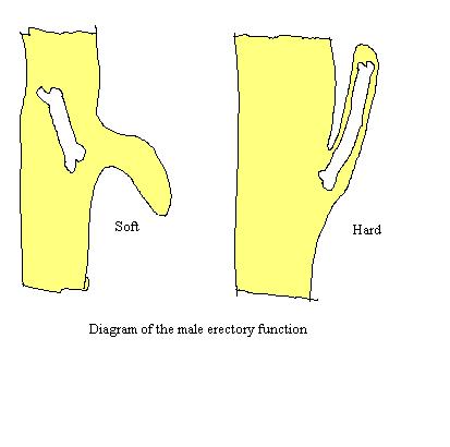 Obrázek male-erect