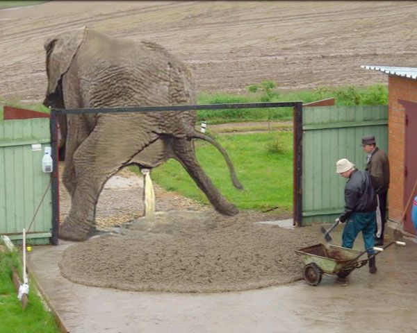Obrázek mame slona v jzd
