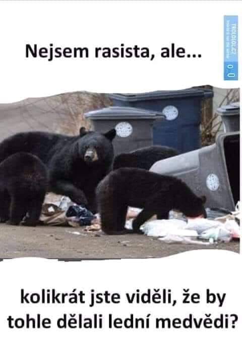 Obrázek medni ledvedi