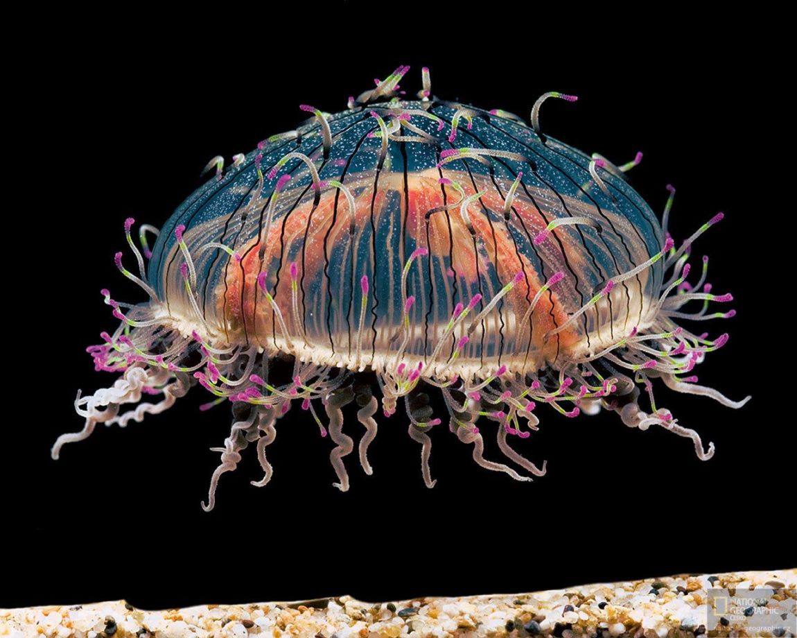Obrázek meduza 1282