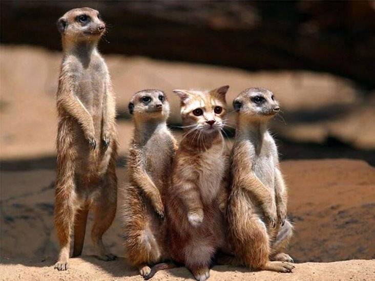 Obrázek meerkats are looong. wait