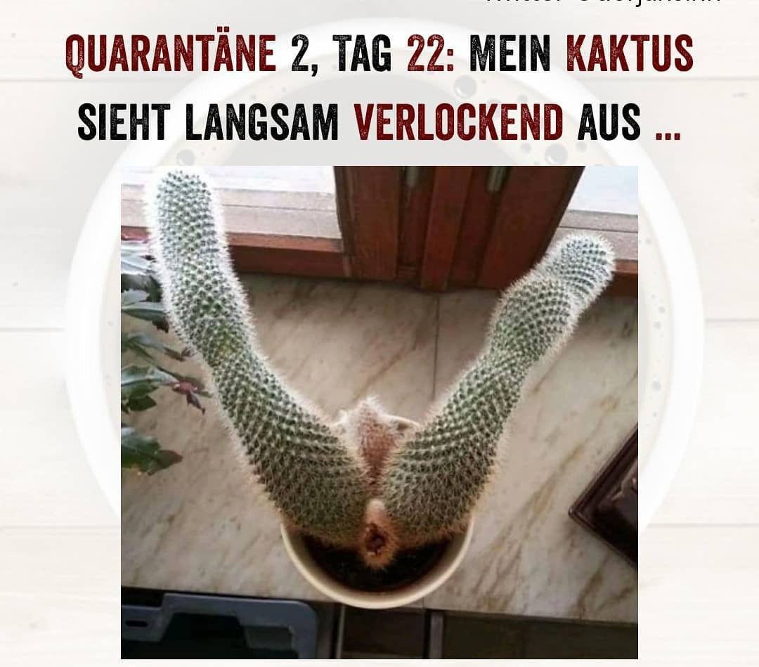 Obrázek mein kaktus