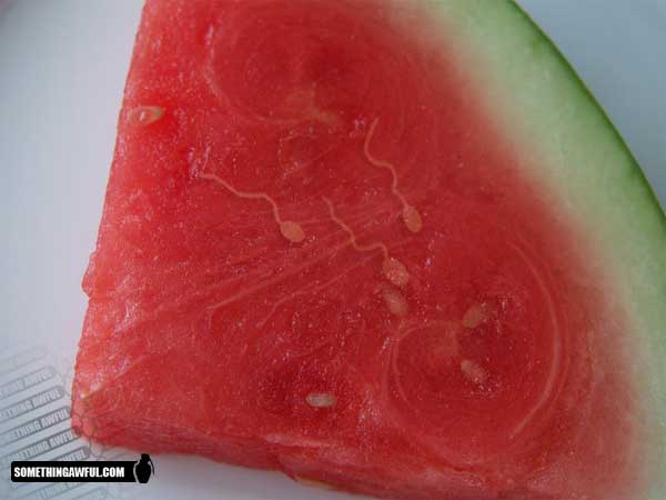 Obrázek melonspermies
