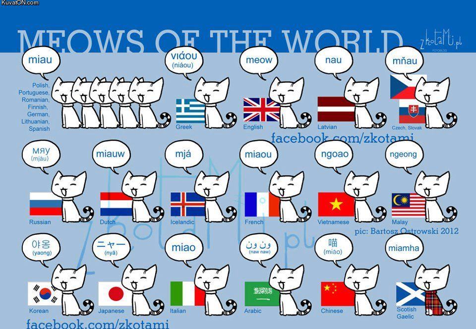 Obrázek meows of the world