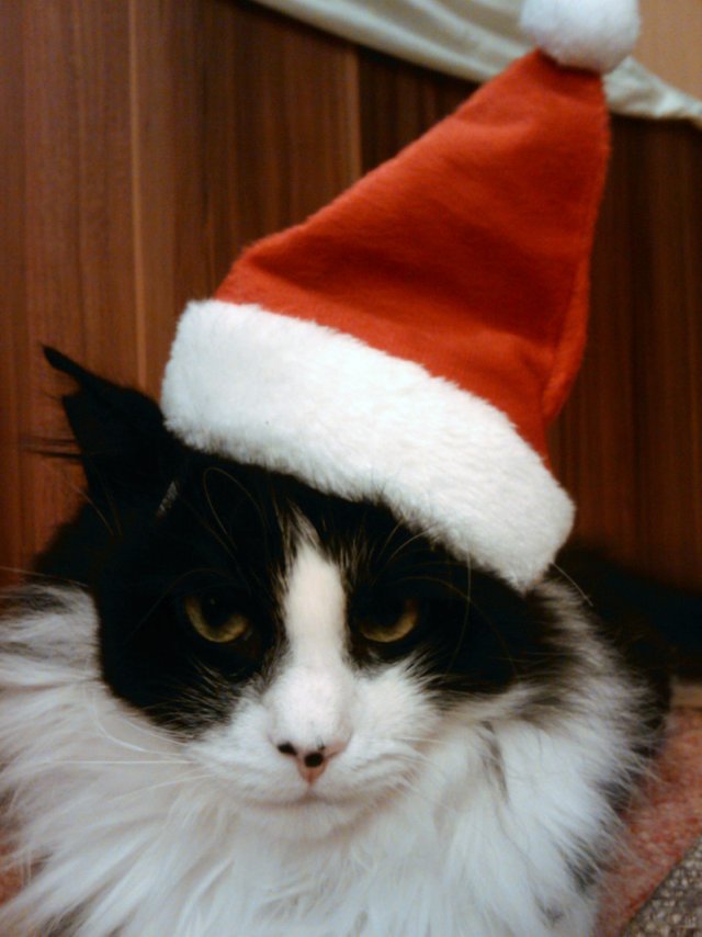 Obrázek merry catmas