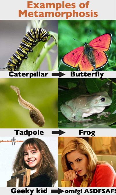 Obrázek metamorphosa