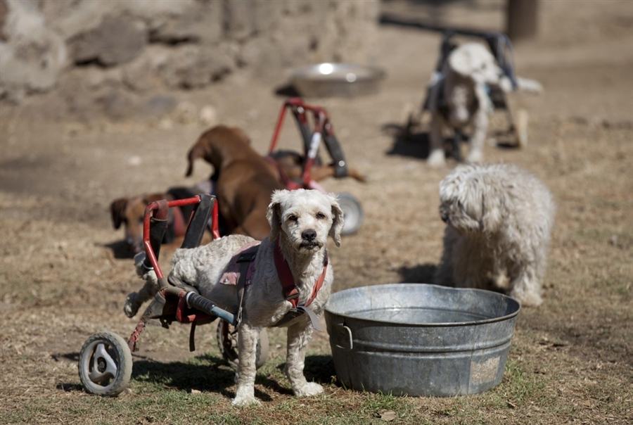 Obrázek mexico dog sanctuary