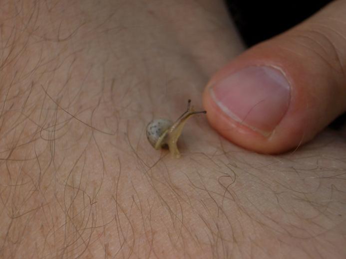 Obrázek mikro snail