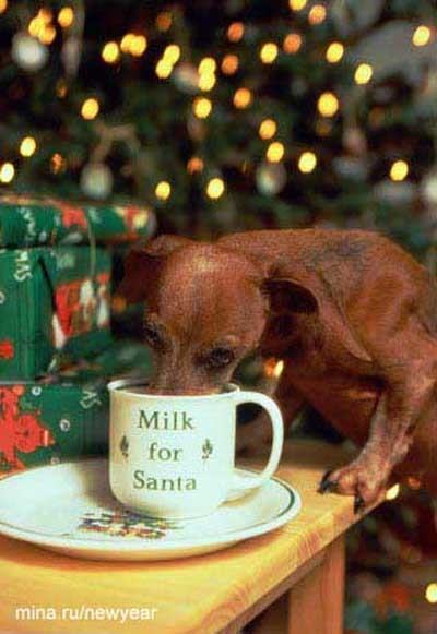 Obrázek milk for Santa