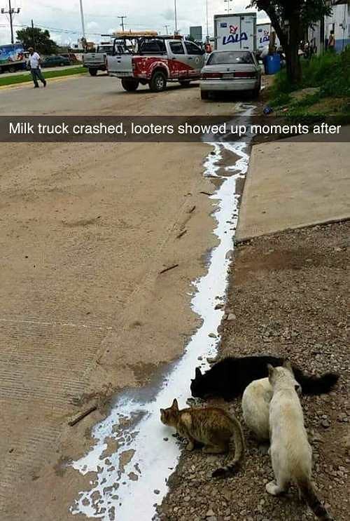 Obrázek milk truck crashed
