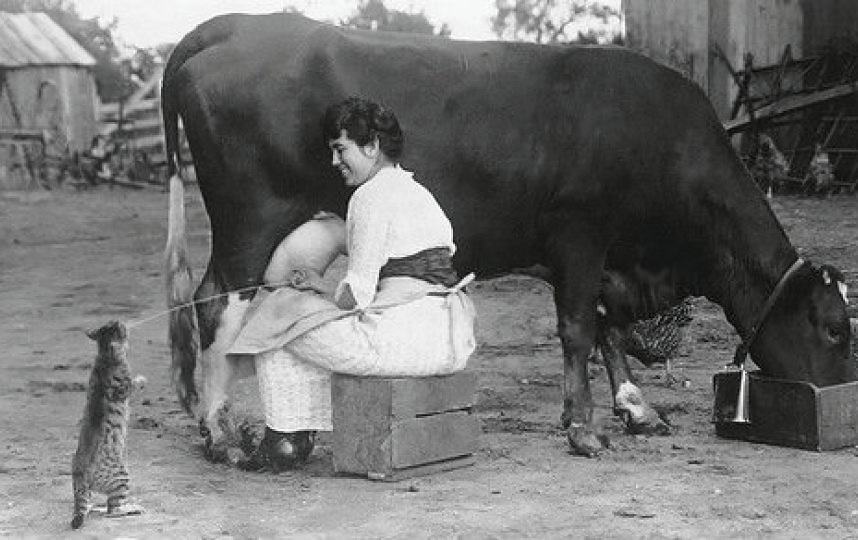 Obrázek milking a cow  