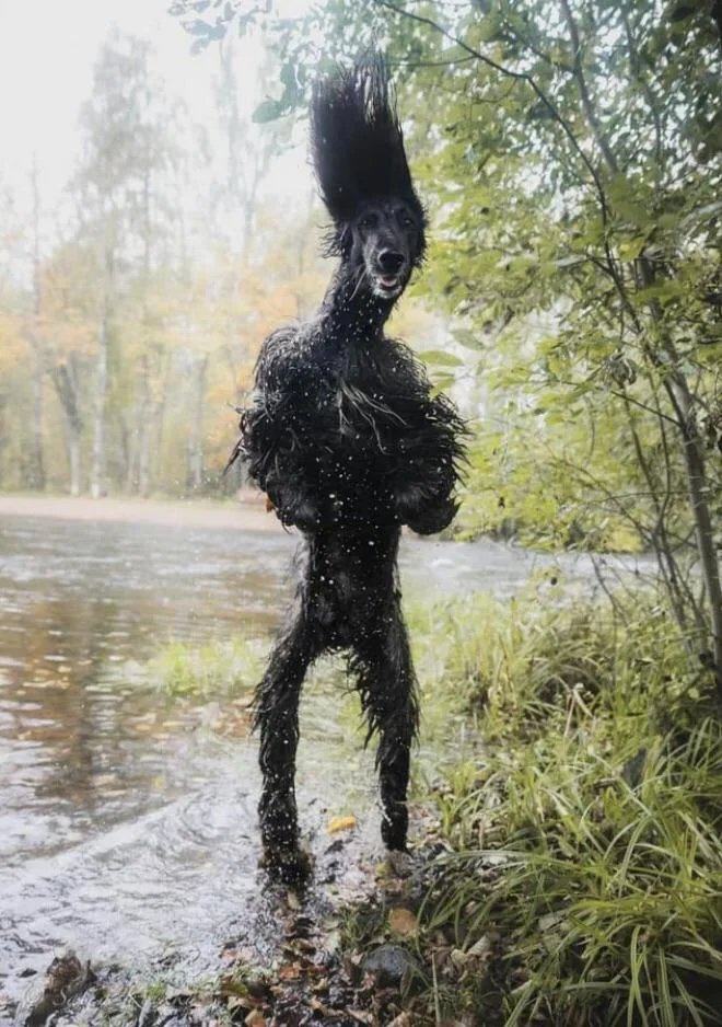 Obrázek mindfuck doggo