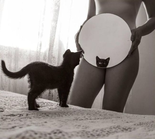Obrázek mirror pussycat