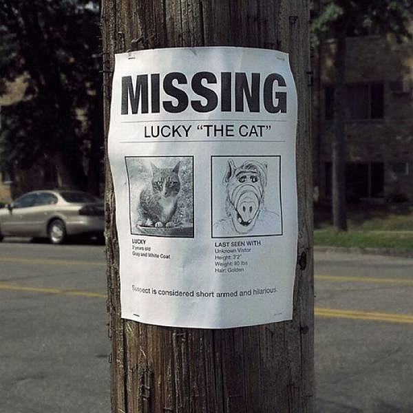 Obrázek missing lucky thevcat