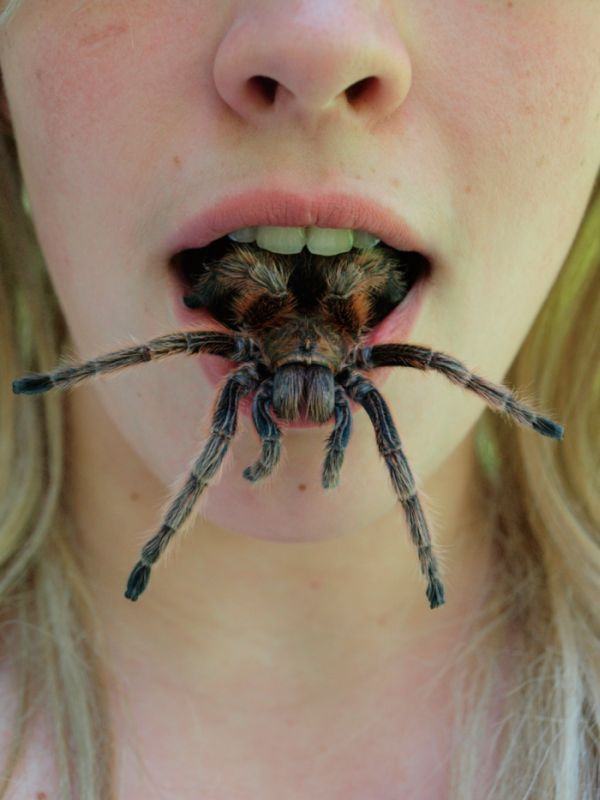 Obrázek mnamka pavoucek