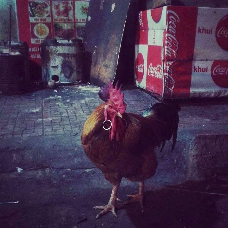 Obrázek modern chicken  
